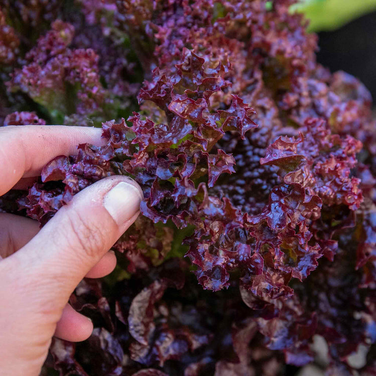 Lettuce Seeds 'Lollo Rossa'