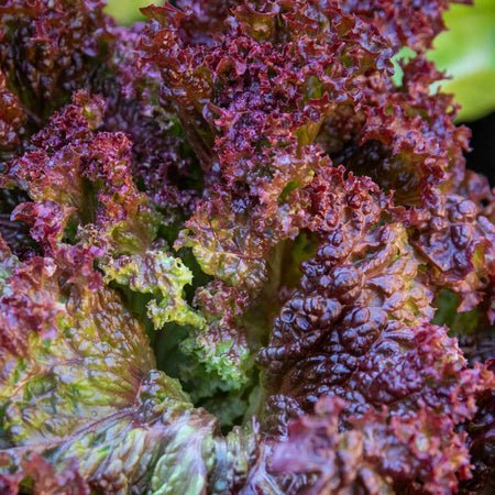 Lettuce Seeds 'Lollo Rossa'