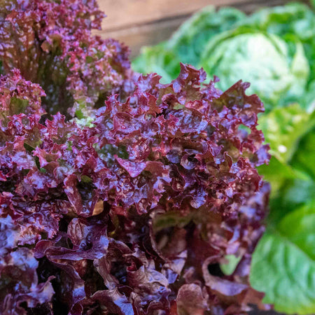 Lettuce 'Lollo Rossa'