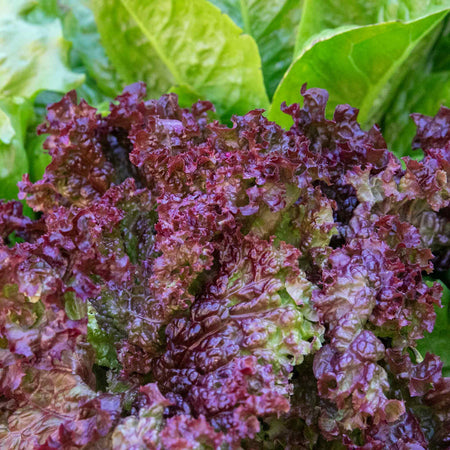 Lettuce Seeds 'Lollo Rossa'