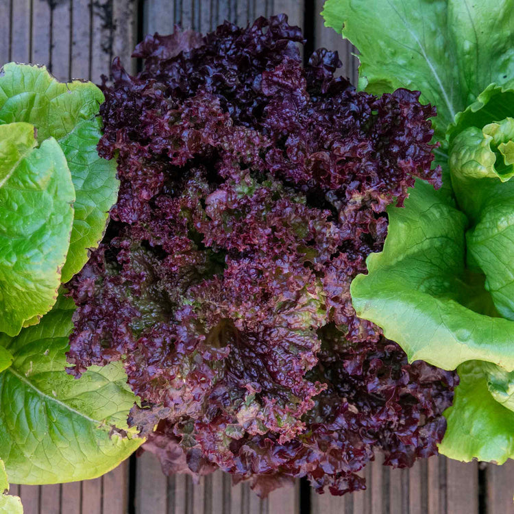 Lettuce Seeds 'Lollo Rossa'