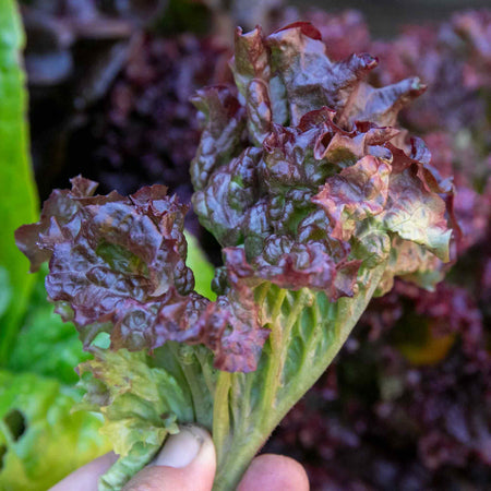 Lettuce Seeds 'Lollo Rossa'