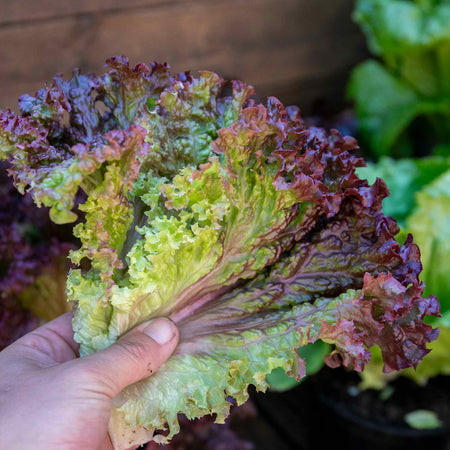 Lettuce 'Lollo Rossa'