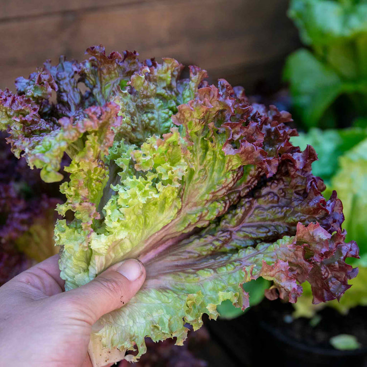 Lettuce Seeds 'Lollo Rossa'