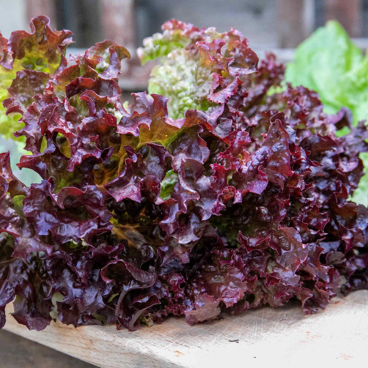 Lettuce Seeds 'Lollo Rossa'