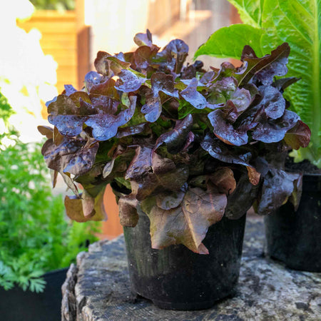 Lettuce 'Oakleaf Red'