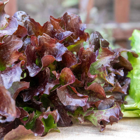 Lettuce 'Oakleaf Red'