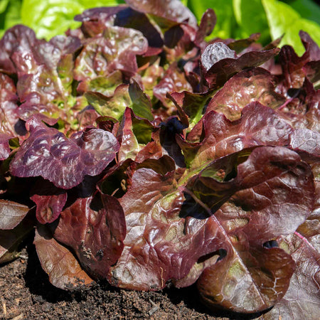 Lettuce 'Oakleaf Red'