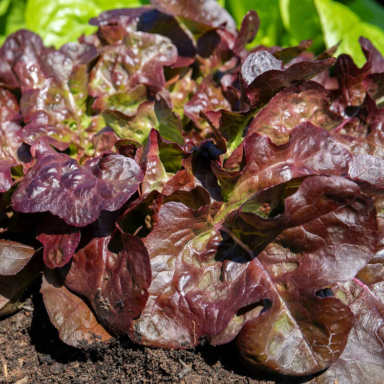 Lettuce 'Oakleaf Red'