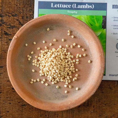 Lettuce Seeds 'Trophy Lambs'