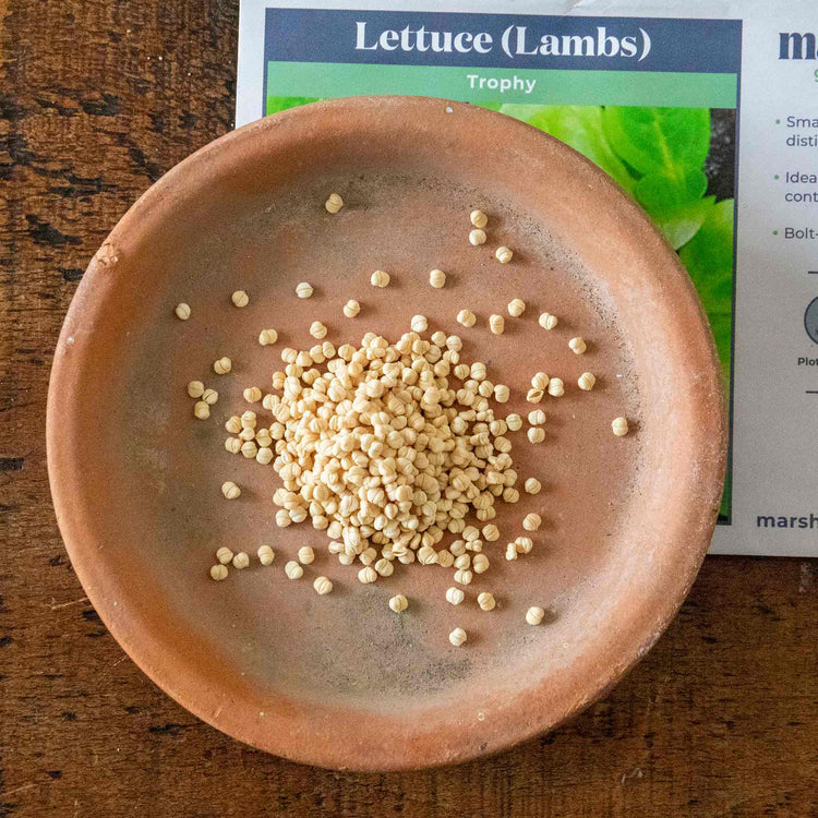 Lettuce Seeds 'Trophy Lambs'