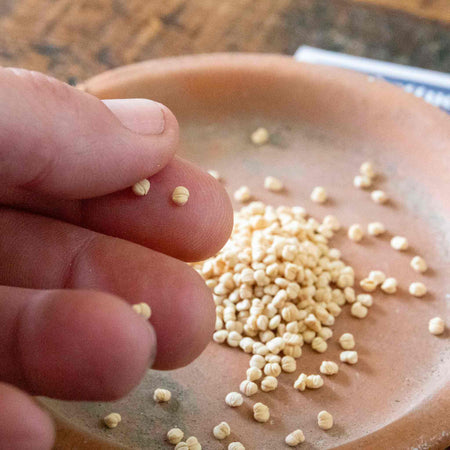 Lettuce Seeds 'Trophy Lambs'