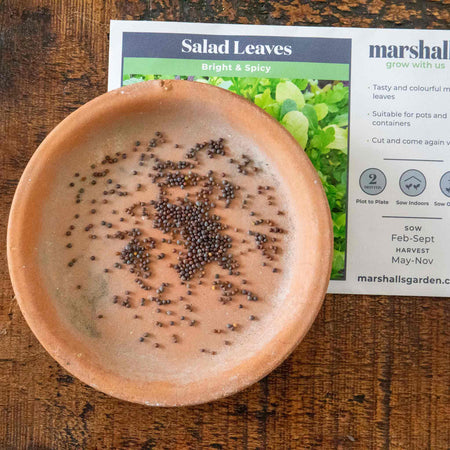 Salad Seeds 'Bright & Spicy' Mix