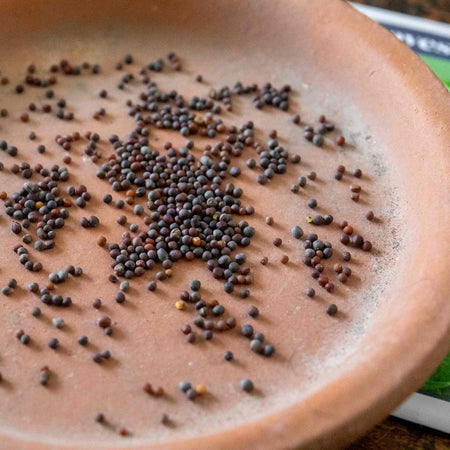 Salad Seeds 'Bright & Spicy' Mix