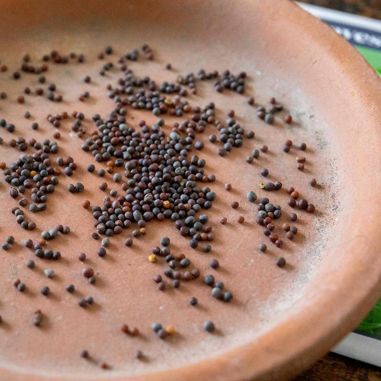 Salad Seeds 'Bright & Spicy' Mix
