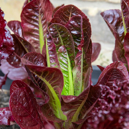 Lettuce Seeds 'Amaze'