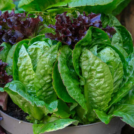 Lettuce Seeds 'Little Gem'