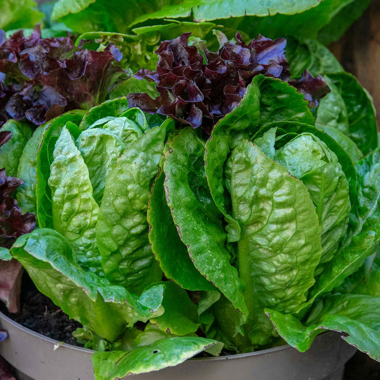 Lettuce Seeds 'Little Gem'