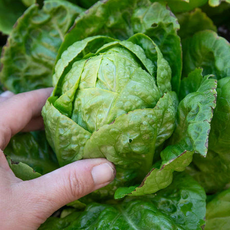 Lettuce Seeds 'Little Gem'