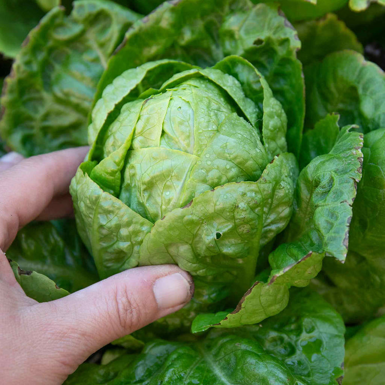 Lettuce Seeds 'Little Gem'