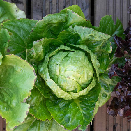 Lettuce 'Little Gem'