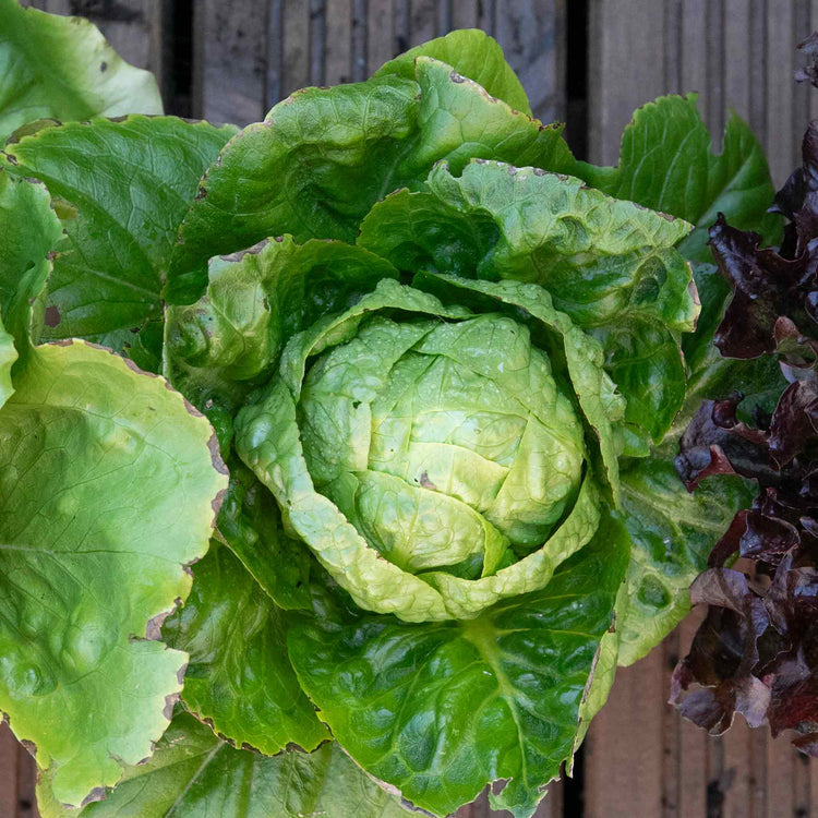 Lettuce Seeds 'Little Gem'