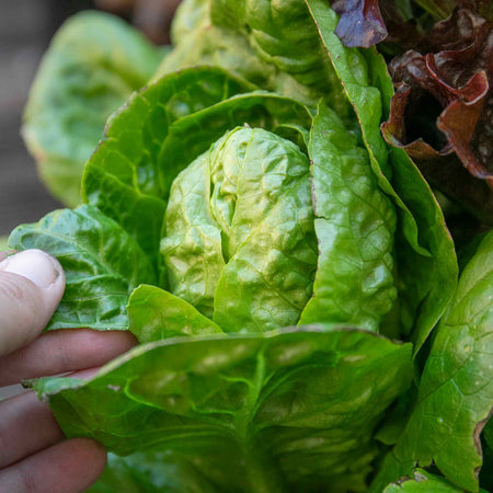 Lettuce Seeds 'Little Gem'