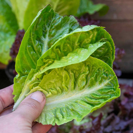 Lettuce Seeds 'Little Gem'
