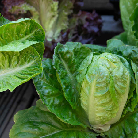 Lettuce 'Little Gem'