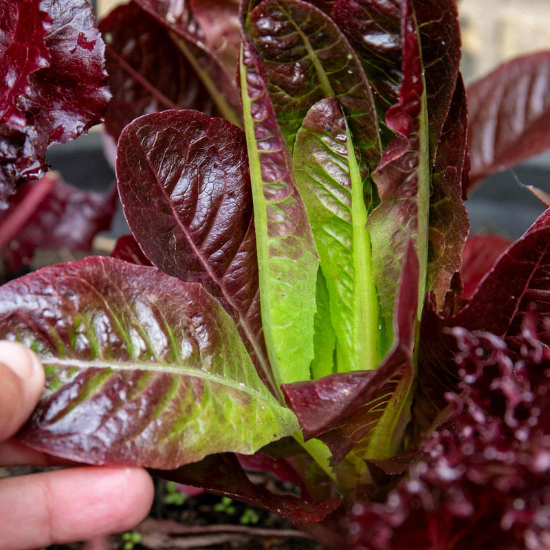 Lettuce Seeds 'Amaze'