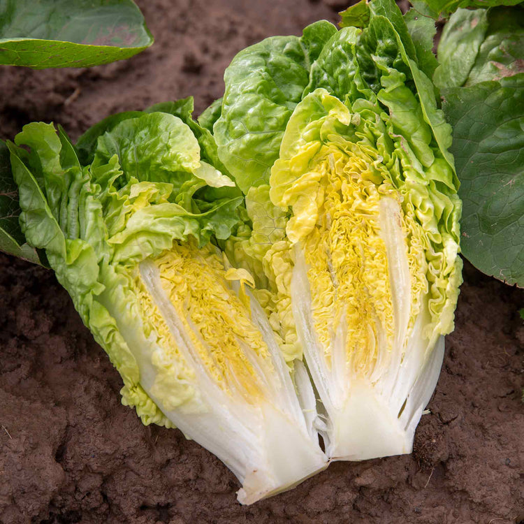 Unwins Lettuce Seeds 'Little Gem'