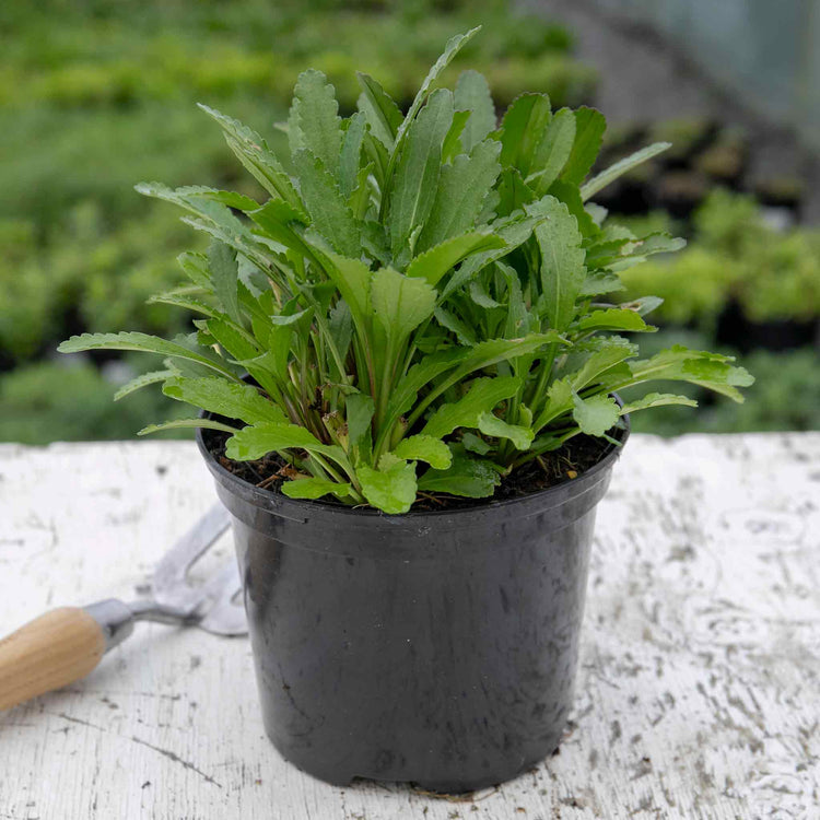 Leucanthemum 'Real Goldcup'
