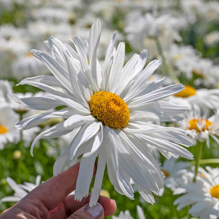 Leucanthemum 'Crazy Daisy'