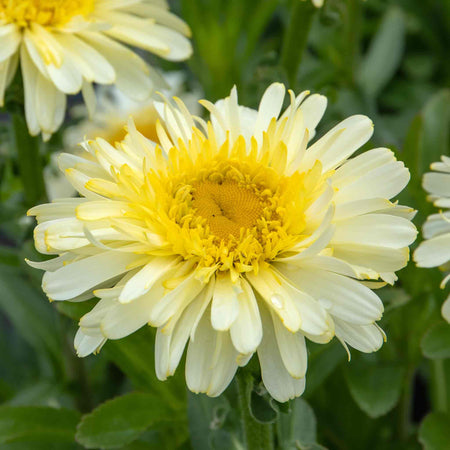 Leucanthemum 'Real Charmer'