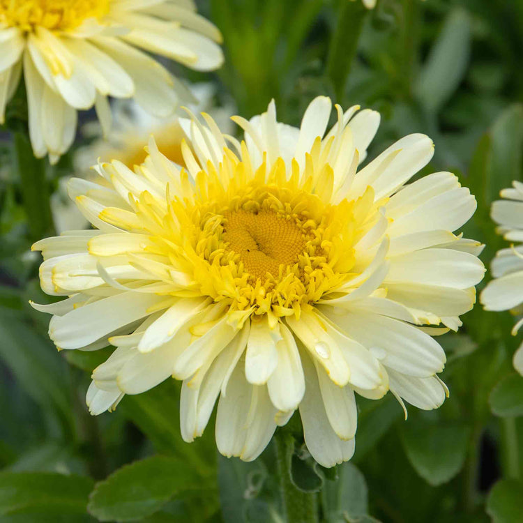 Leucanthemum 'Real Charmer'