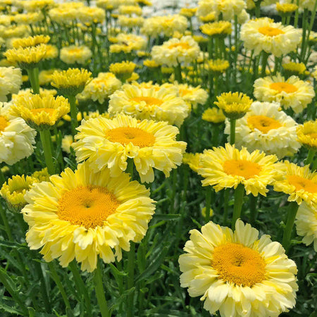 Leucanthemum 'Real Goldcup'
