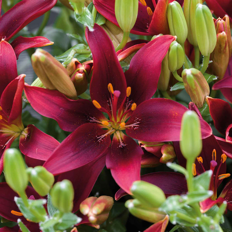 Lily 'Dark Secret'