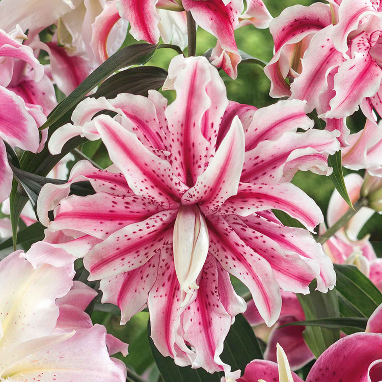 Lily 'Oriental Double Mix'