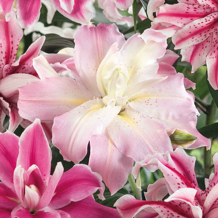 Lily 'Oriental Double Mix'