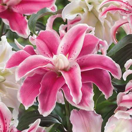 Lily 'Oriental Double Mix'
