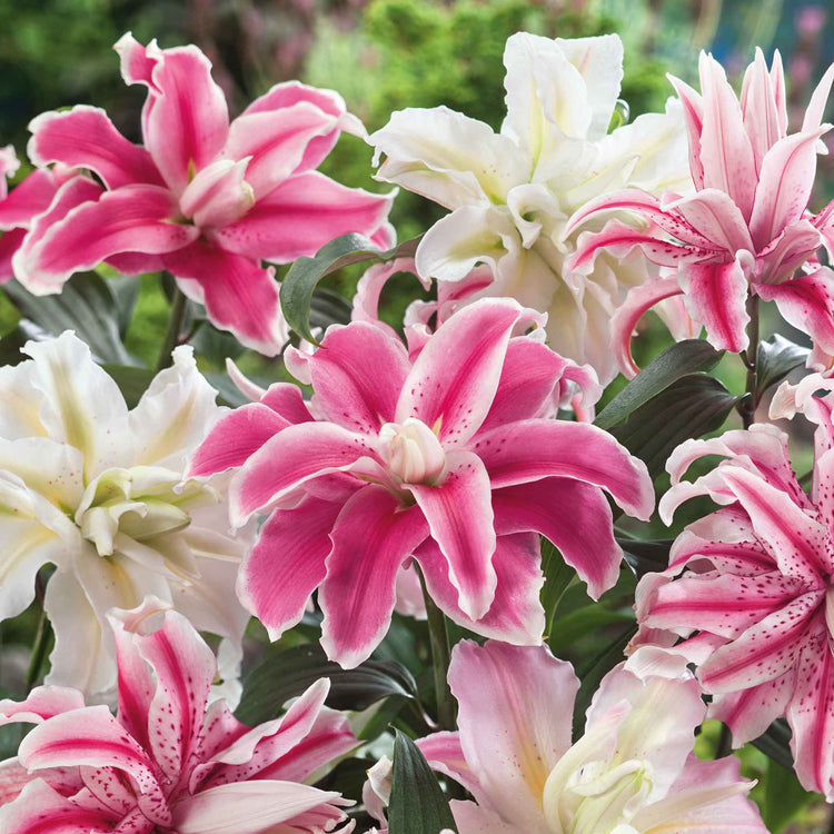 Lily 'Oriental Double Mix'
