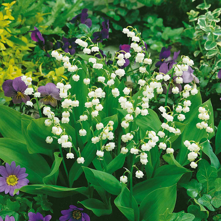 Lily of the Valley