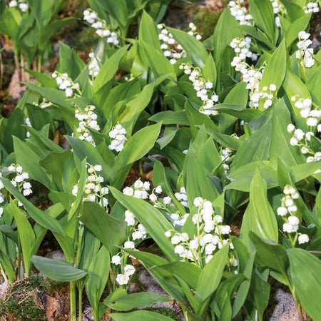 Lily of the Valley