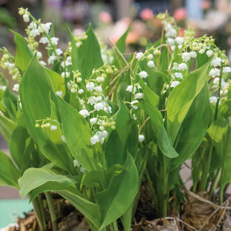 Lily of the Valley