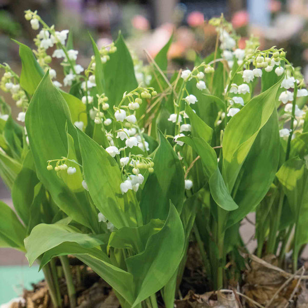 Lily of the Valley