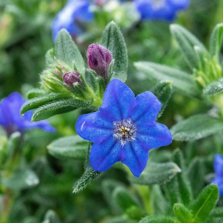 Lithodora 'Heavenly Blue'