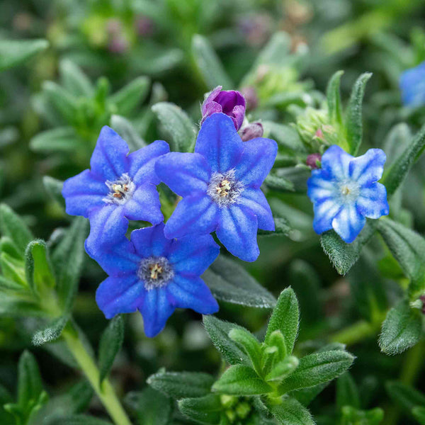 Lithodora 'Heavenly Blue'