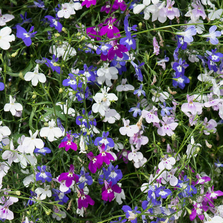 Lobelia 'Fountain Mixed'