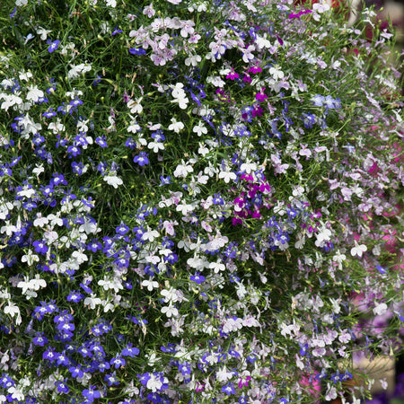 Lobelia 'Fountain Mixed'