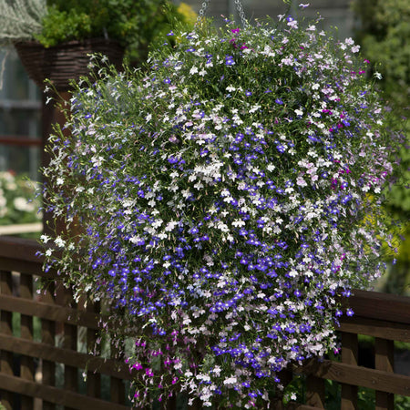 Lobelia 'Fountain Mixed'